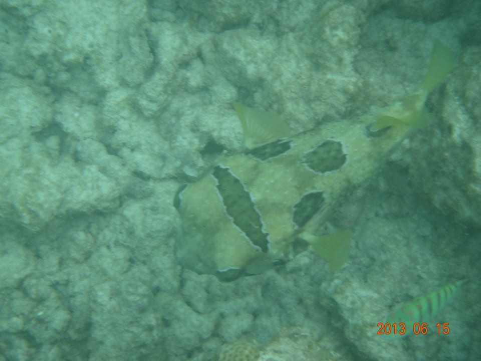 Kofferfisch beim Schnorcheln Kuramathi Maldives