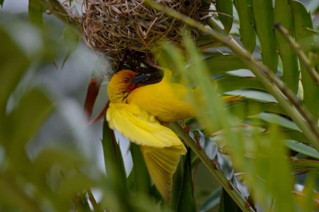Webervogel direkt am Pool  Neptune Pwani Beach Resort & Spa
