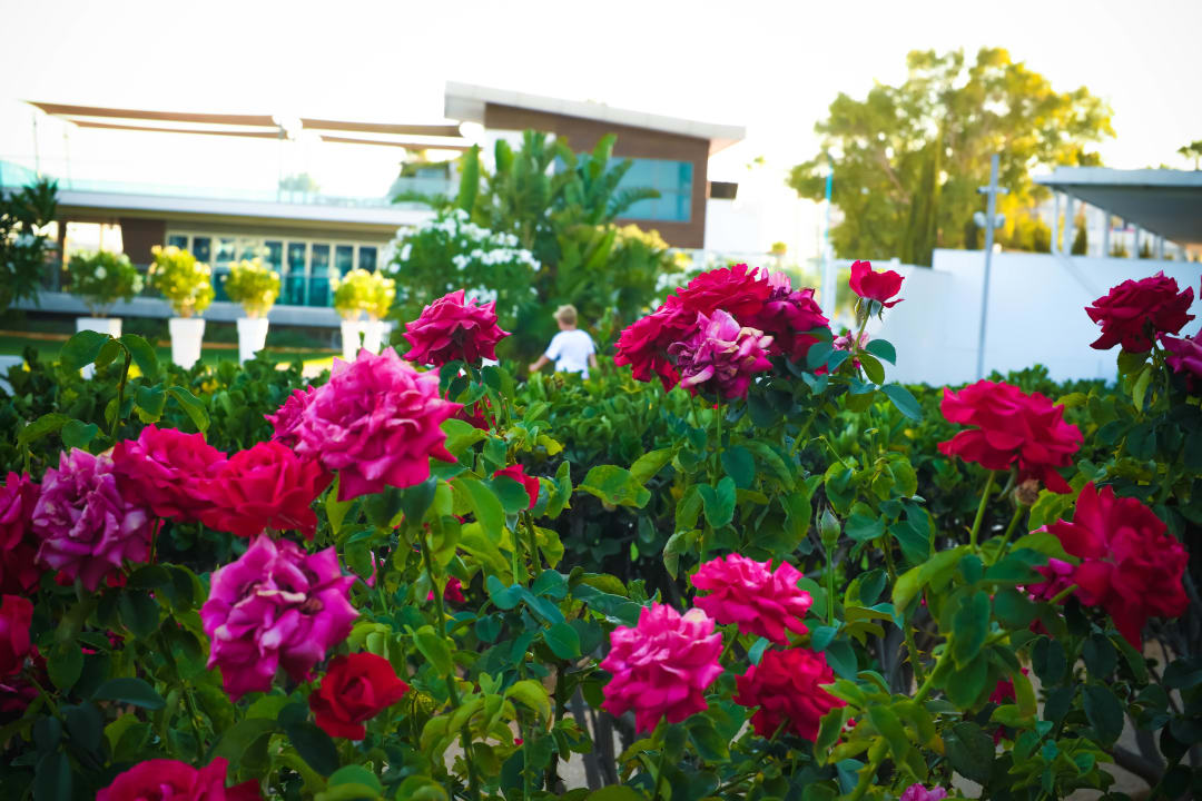 Gartenanlage Asterias Beach