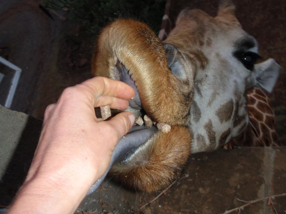 Autofoto desde mi ventana Hotel Giraffe Manor