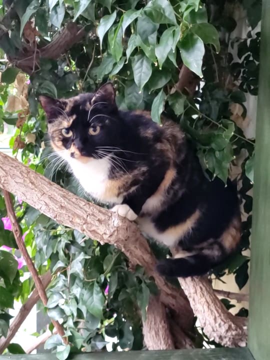 Gartenanlage Limak Limra Hotel & Resort