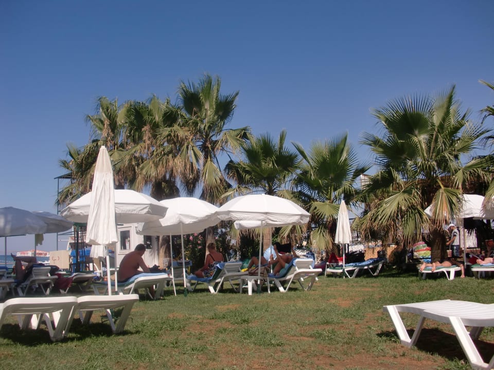 Liegewiese zwischen Pool und Strand Trendy Palm Beach (Adults Only, 16+)