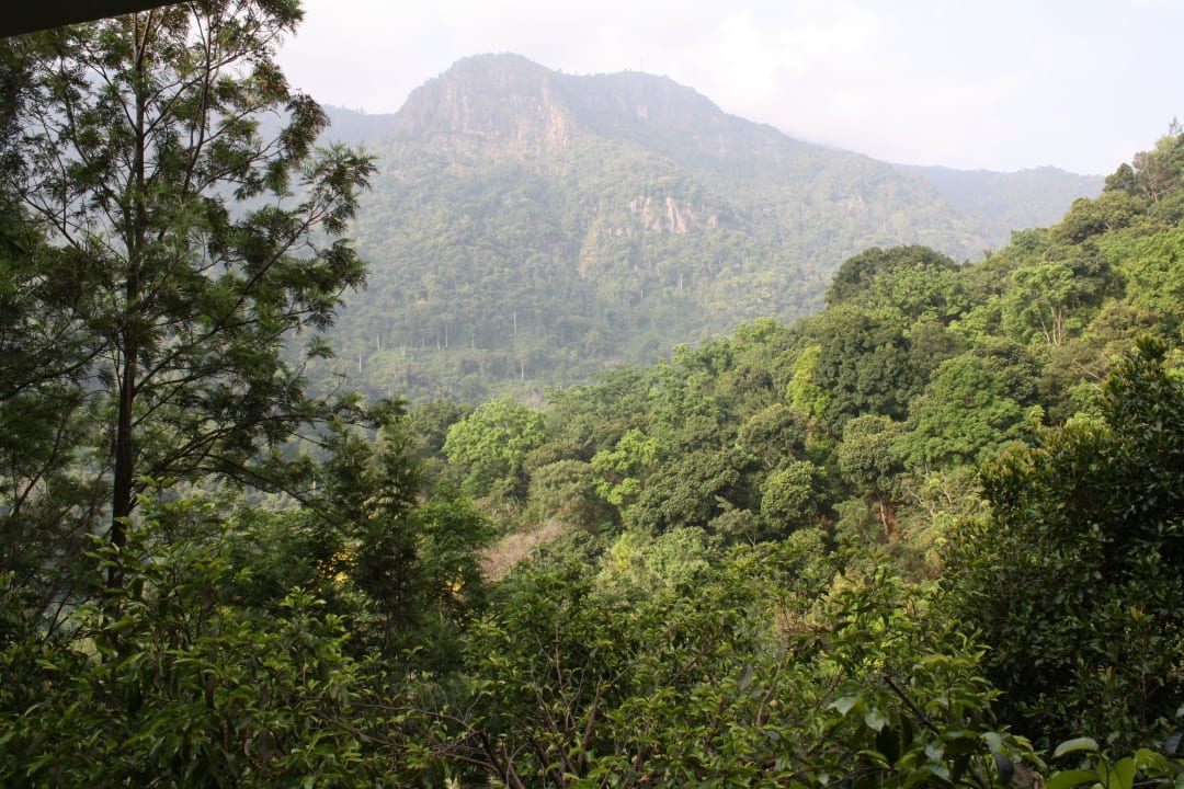 Erholsamer Blick ins Grüne Kurumba Village Resort