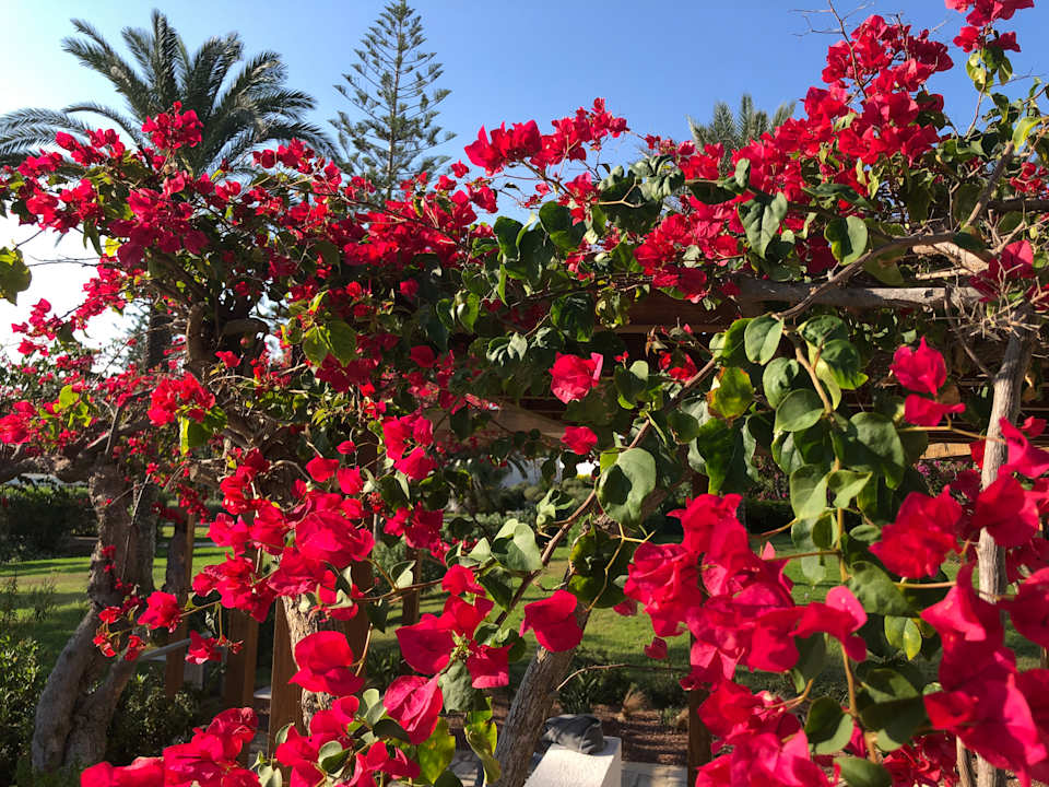 Gartenanlage Hotel Nissi Beach Resort