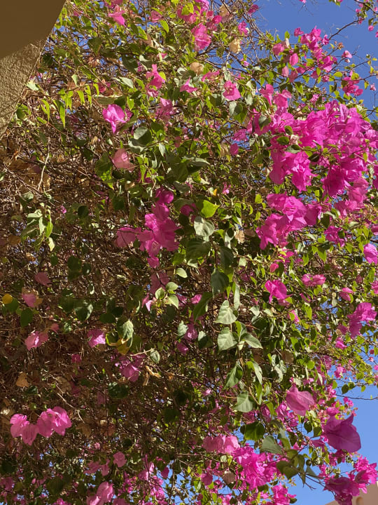 Gartenanlage Steigenberger Makadi Hotel - Adults only