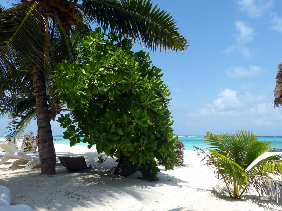 Superiorbungalow 211 Summer Island Maldives