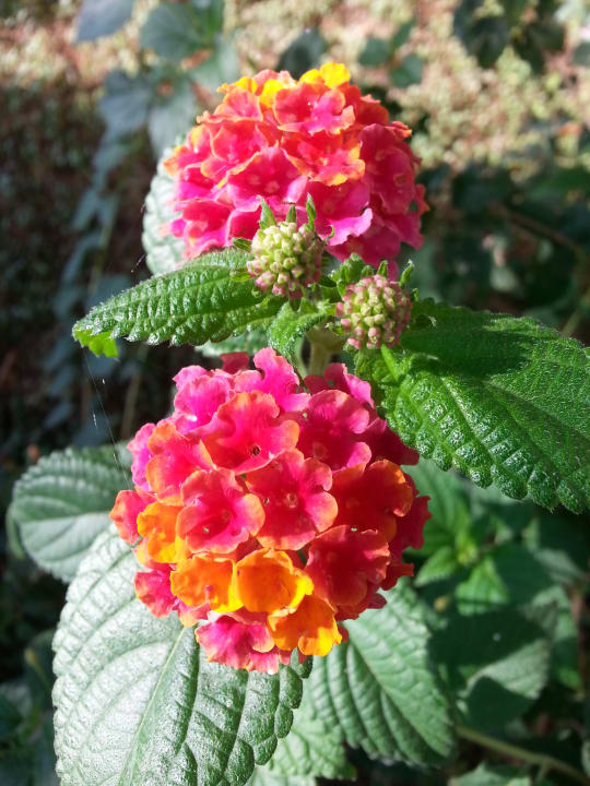 Gartenanlage Asteria Collection Side