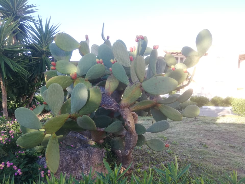 Gartenanlage Sandy Beach Resort