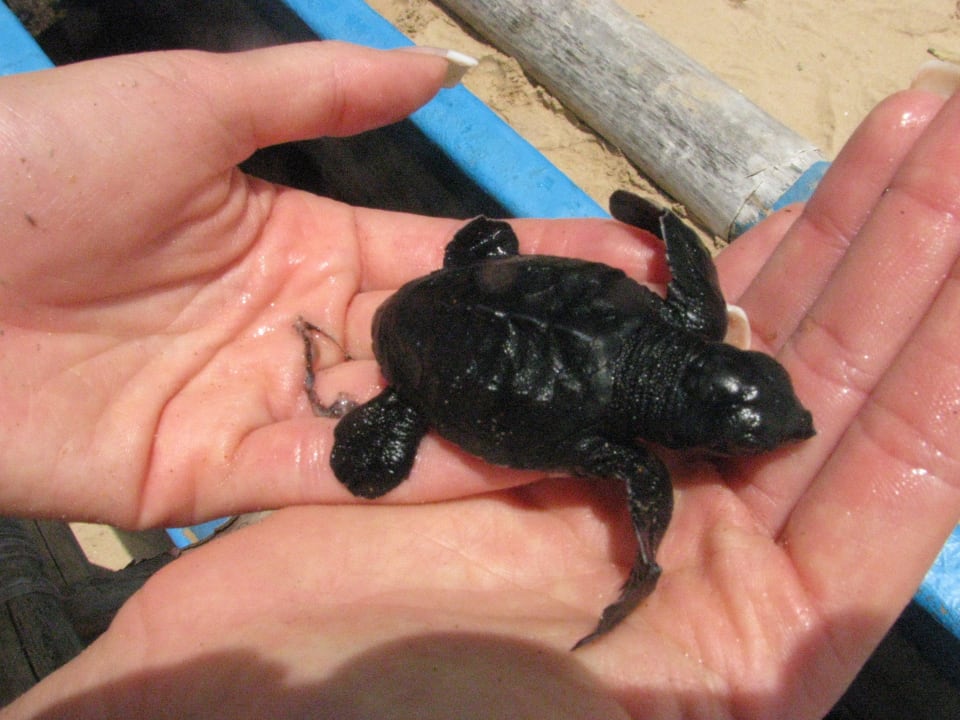 Черепашонок Hotel Lanka Supercorals