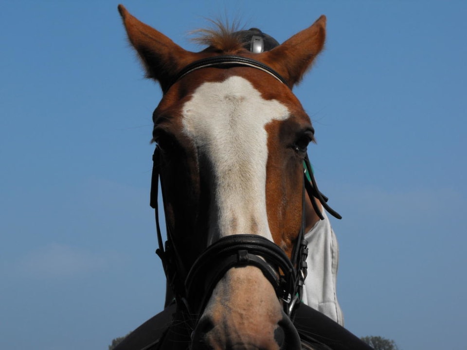 Pferd Reiterhof Könning