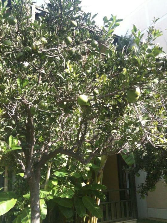 Sinasappelboom Limak Limra Hotel & Resort