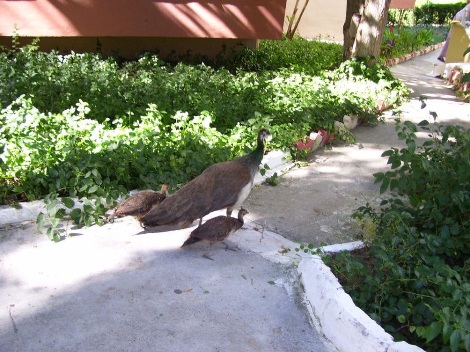 Gartenanlage Club Sidelya Hotel