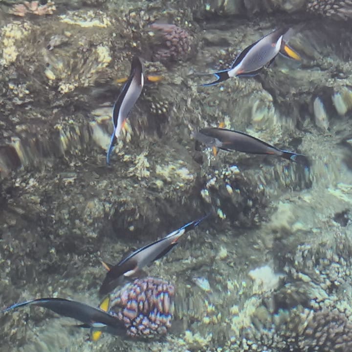 Gartenanlage Casa Mare Resort