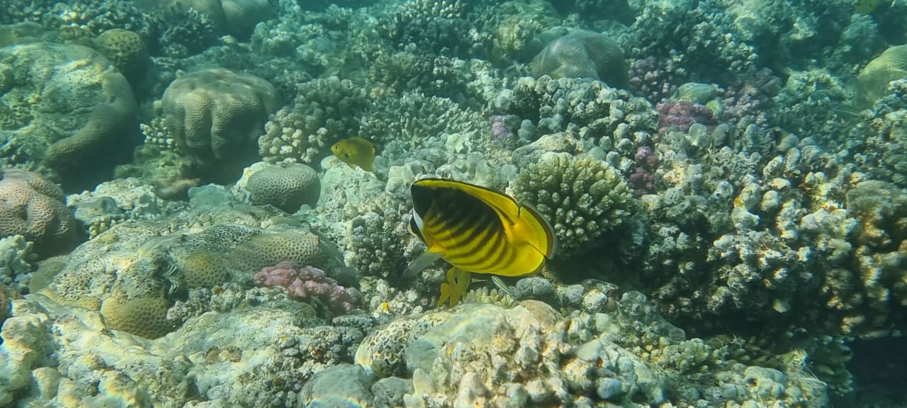 Sport & Freizeit Fort Arabesque Resort, Spa & Villas