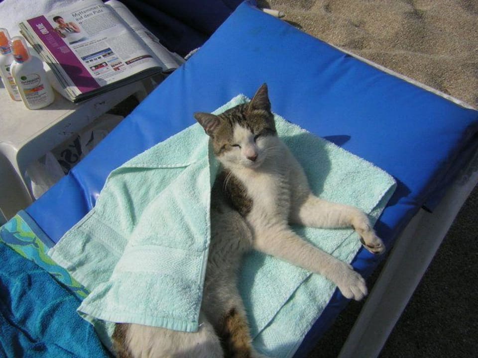 Katze auf der Liege Gardenia Hotel