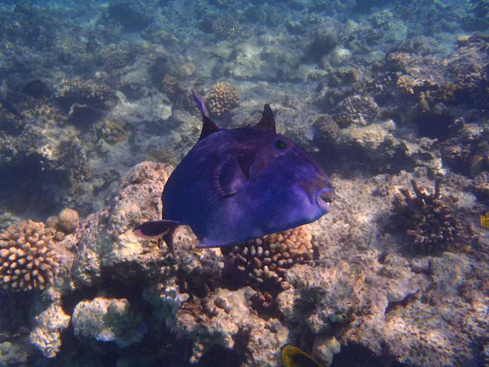 Sport & Freizeit JAZ Elite Asteria