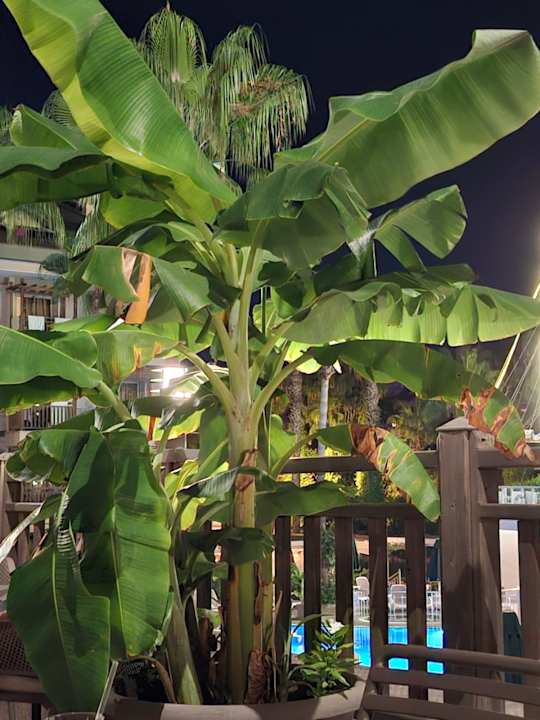 Außenansicht Can Garden Resort