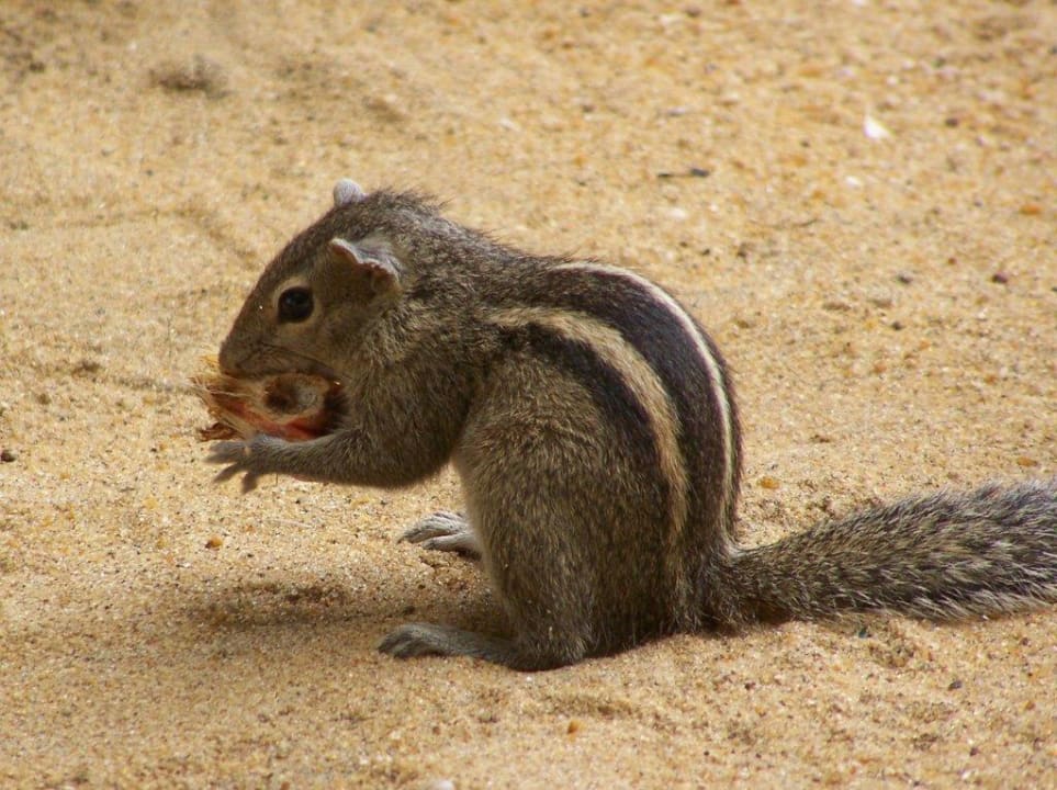 Essen können die Streifenhörnchen immer Tangerine Beach Hotel