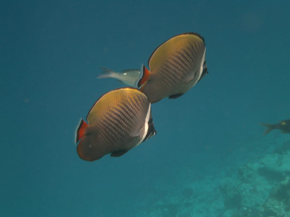 Strand Adaaran Select Meedhupparu Island Resort - Premium All Inclusive