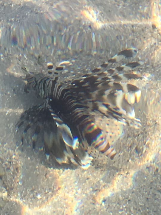 Strand Steigenberger Coraya Beach - Adults only