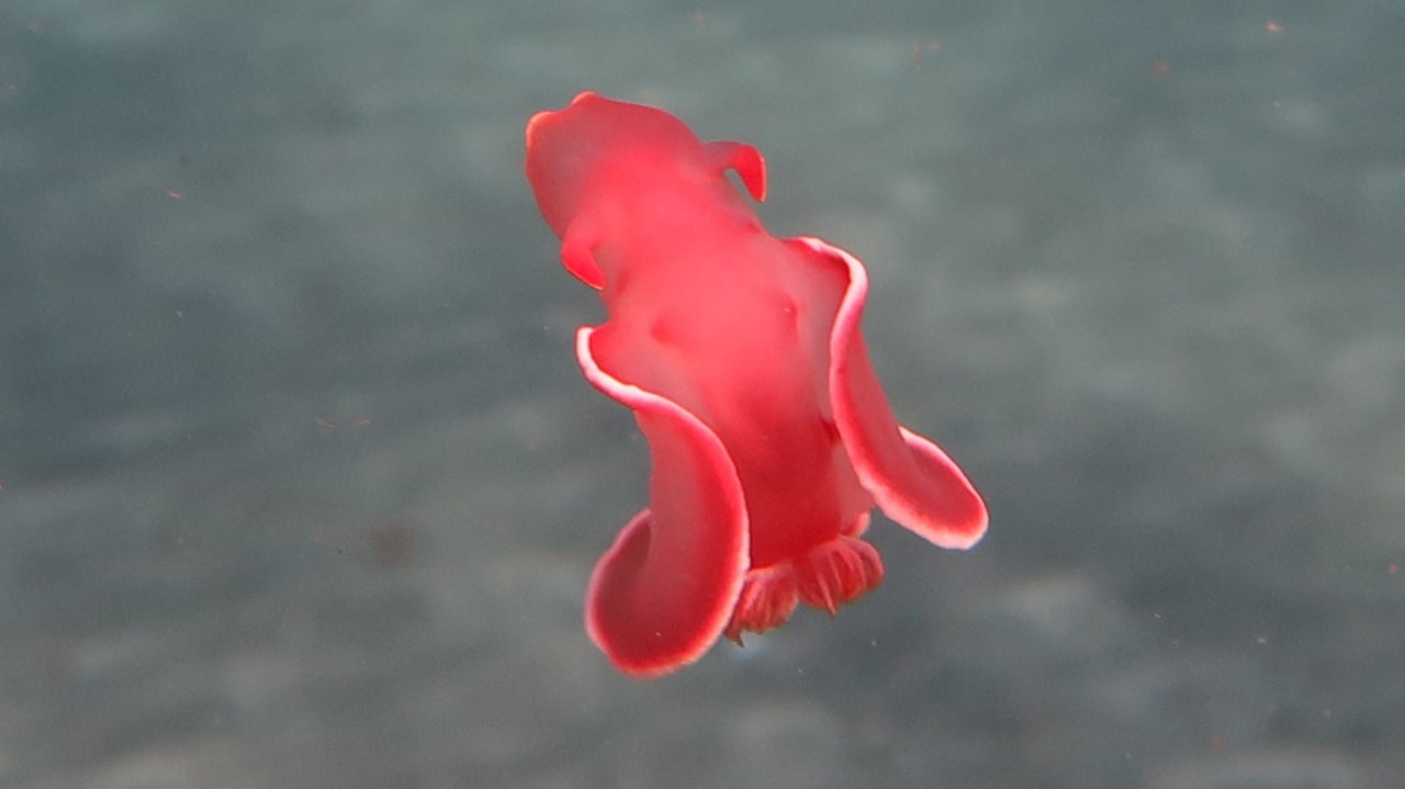 Sport & Freizeit Shams Alam Beach Resort