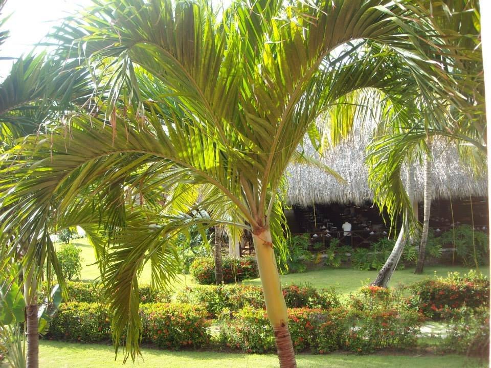 Zimmerausblick aufs Buffetrestaurant Punta Cana Princess All Suites Resort & Spa