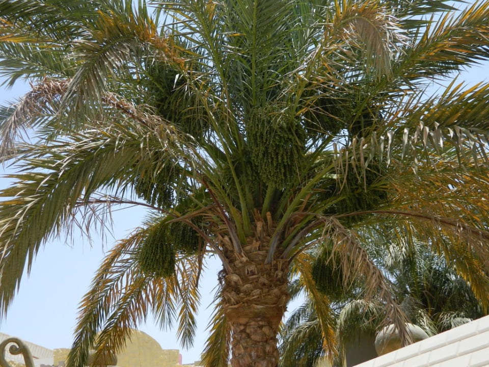 Пальма Aladdin Beach Resort