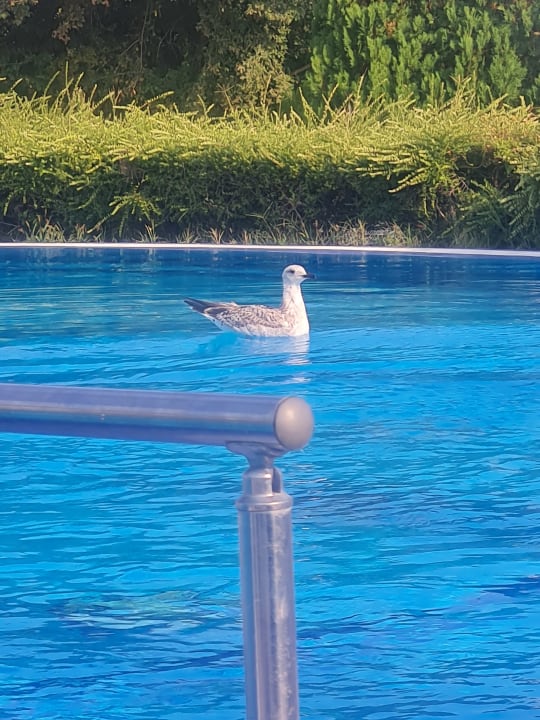 Pool Hotel Sineva Beach