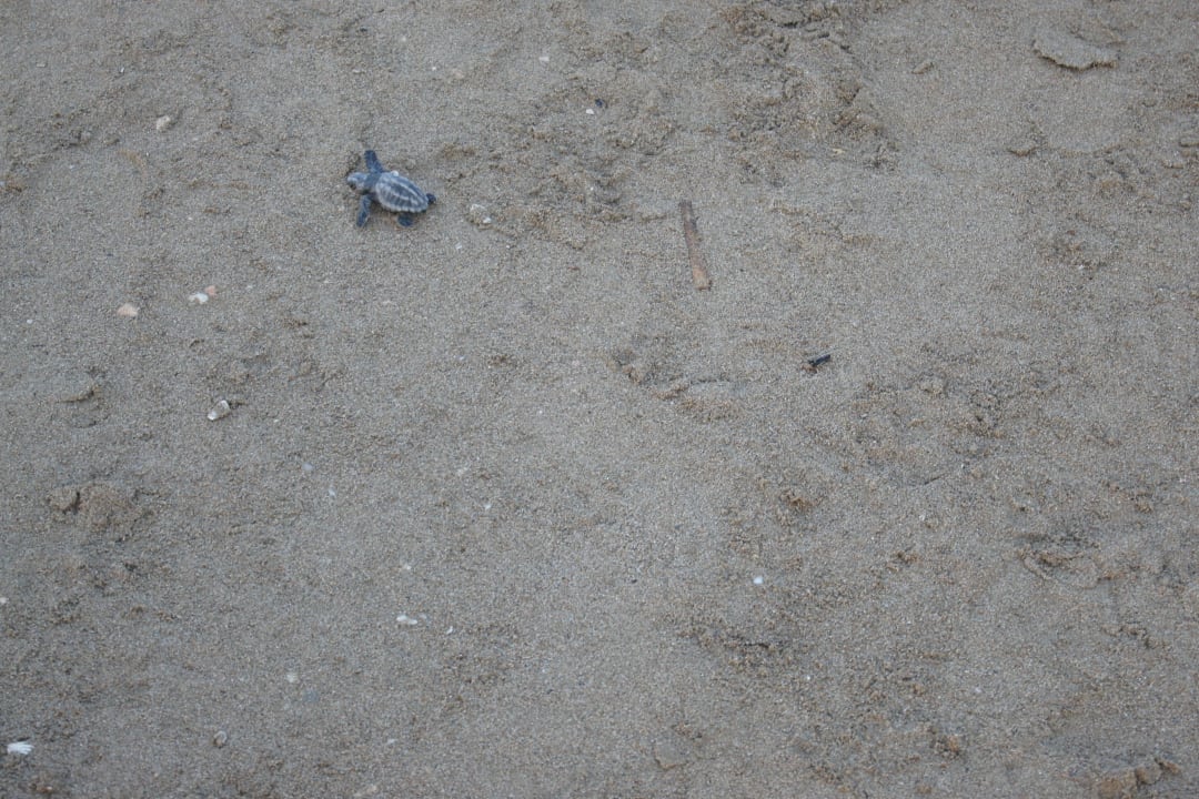 Malutki żółwik  Domes Aulūs Zante, Autograph Collection