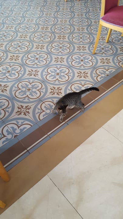 Katzen im Restaurant  Sherwood Exclusive Kemer