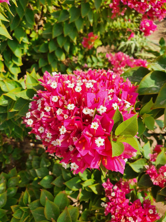 Gartenanlage Pickalbatros Dana Beach Resort - Hurghada
