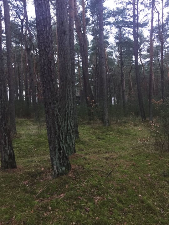 Las przy ośrodku  Marena Wellness & Spa