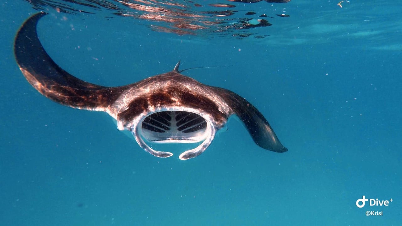 Sport & Freizeit Maldives Diving Loabi