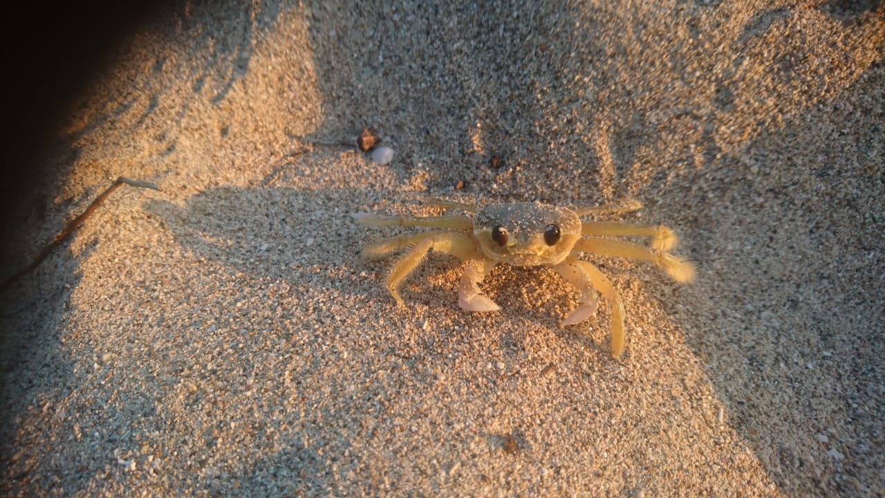 Strand Viva Heavens by Wyndham - All Inclusive Resort