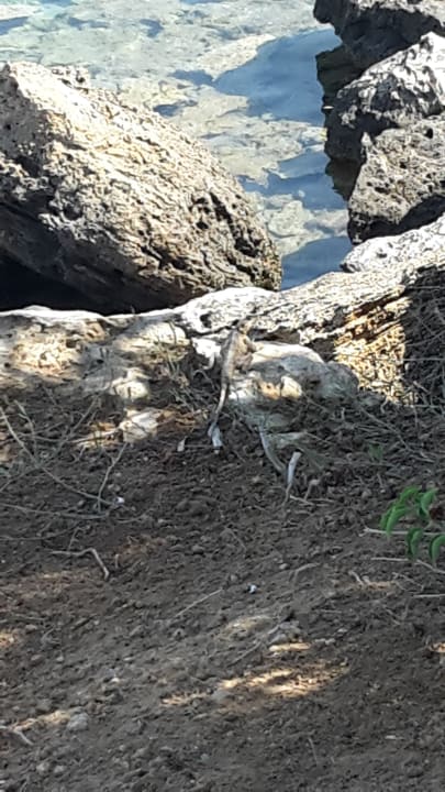 Strand Crystal Springs Beach Hotel