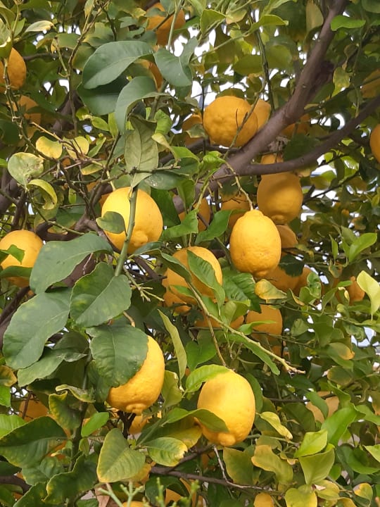 Gartenanlage Hotel Natura Beach