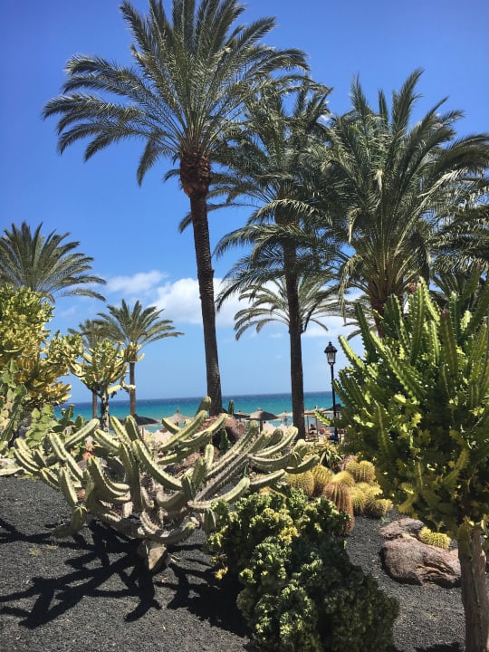 Kakteen und viele Palmen in der Anlage. SBH Costa Calma Beach Resort