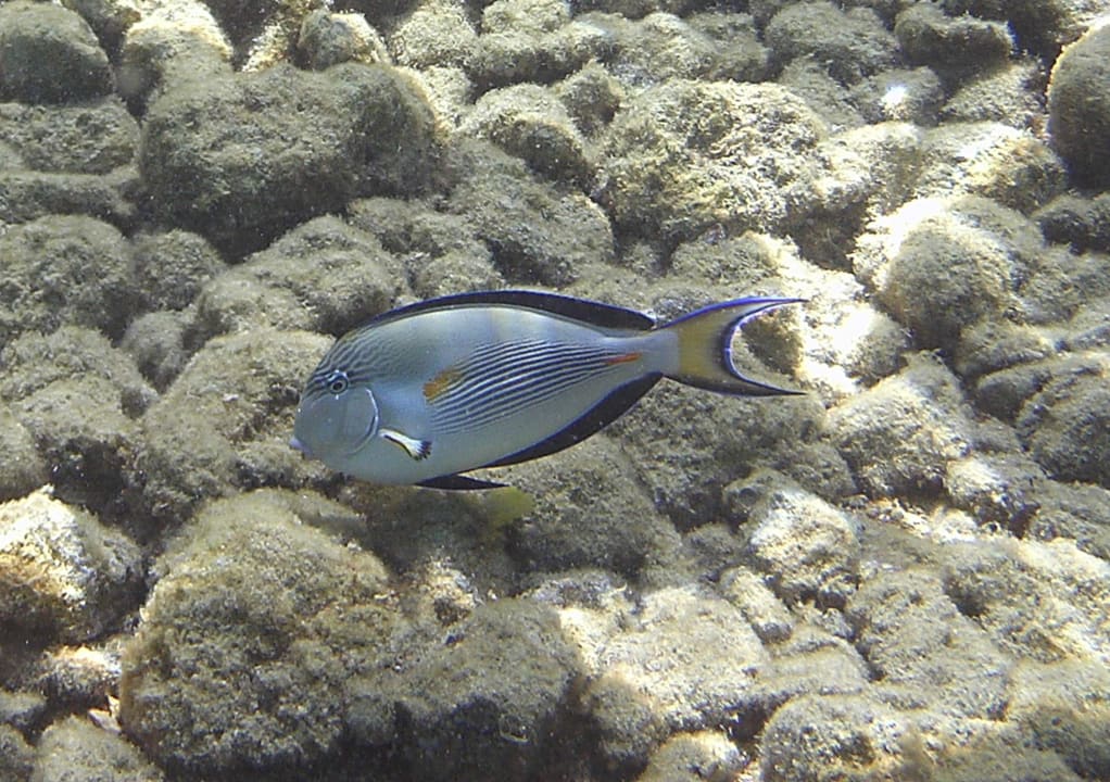 Strand Regina Resort and Aqua Park Hurghada