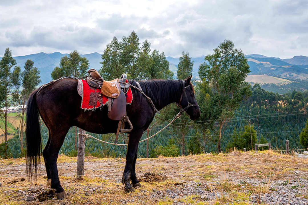 Sport & Freizeit Hosteria PapaGayo Cayambe