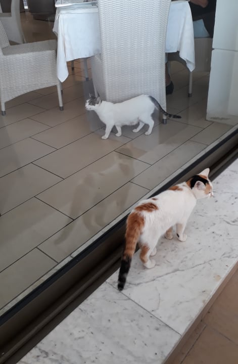 Gastro Olympian Bay Grand Resort