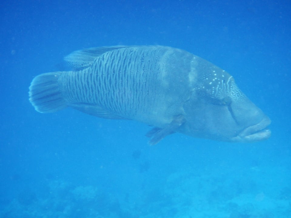 Schnorcheln Kuramathi Maldives