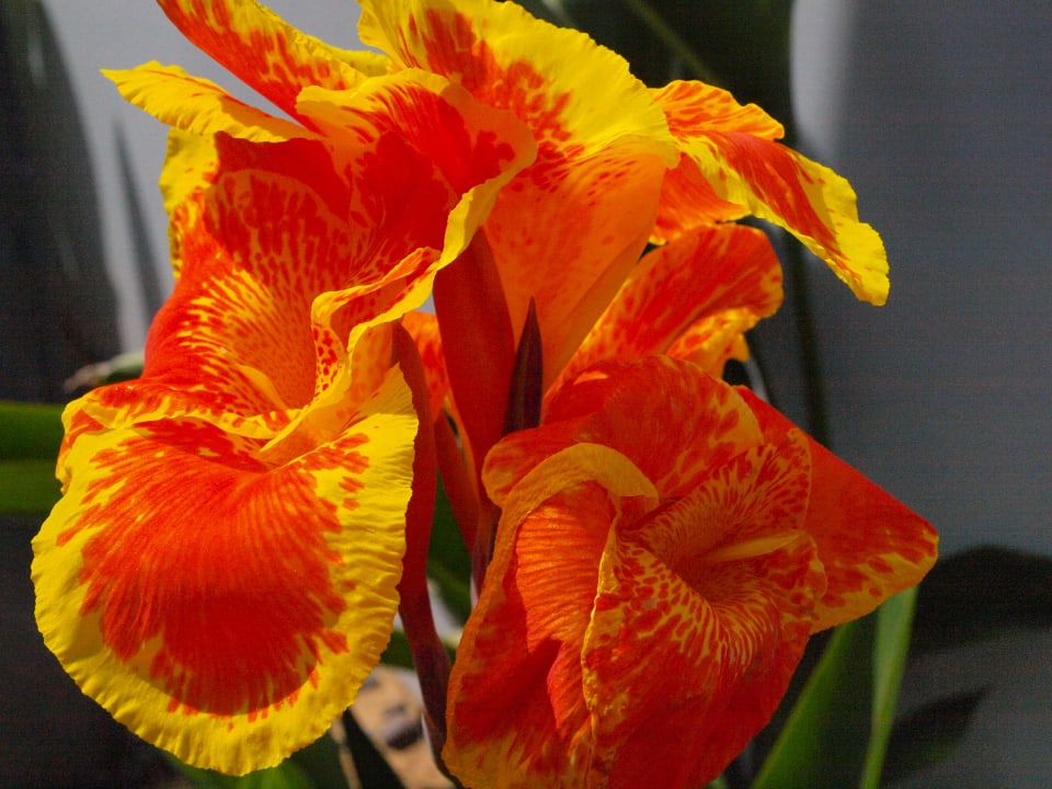 Pflanzen innerhalb der Außendusche Four Seasons The Nam Hai, Hoi An, Vietnam