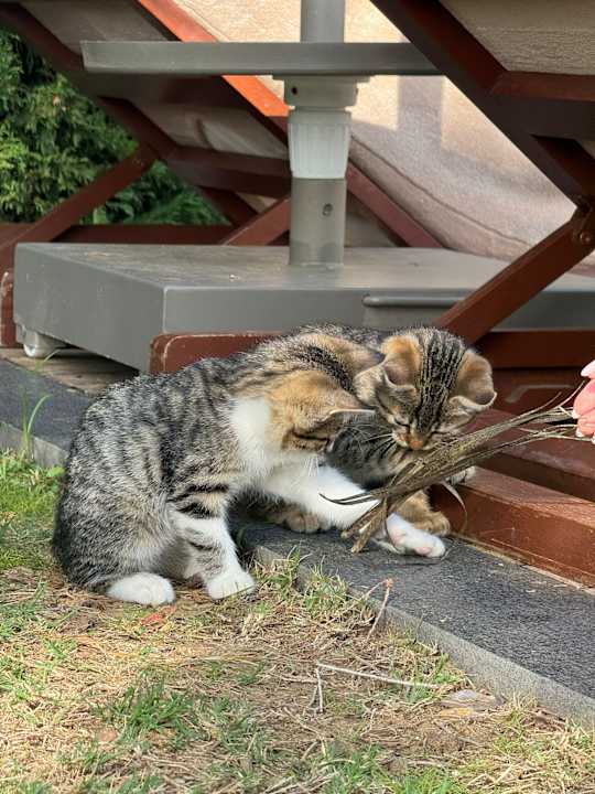 Sonstiges Liu Resorts