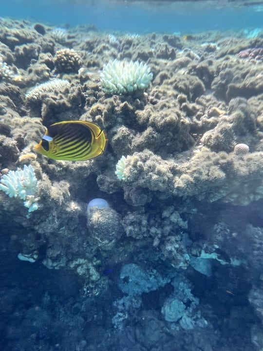 Strand Jaz Makadi Saraya Resort