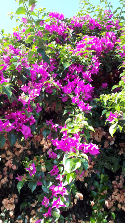 Gartenanlage AQUA Hotel Onabrava & Spa