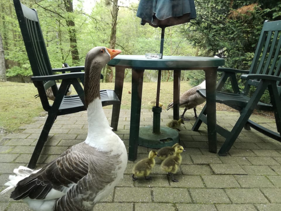 Ausblick Center Parcs De Kempervennen