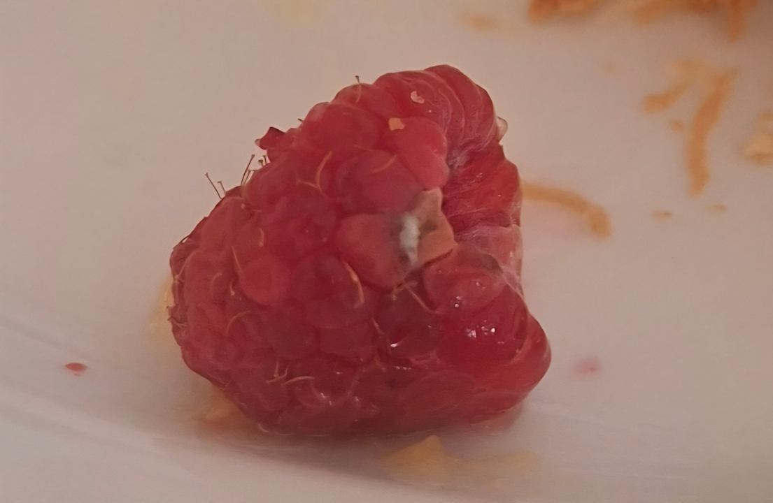 Gastro Bull Costa Canaria & Spa - Adults only