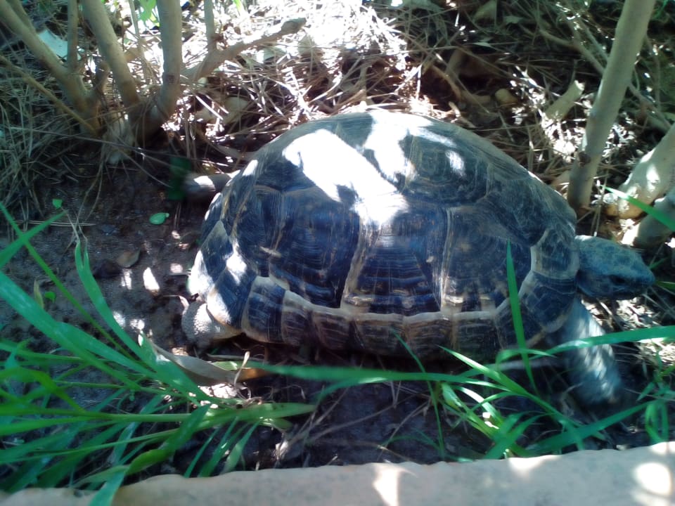 Gartenanlage Club Turtas Beach Hotel