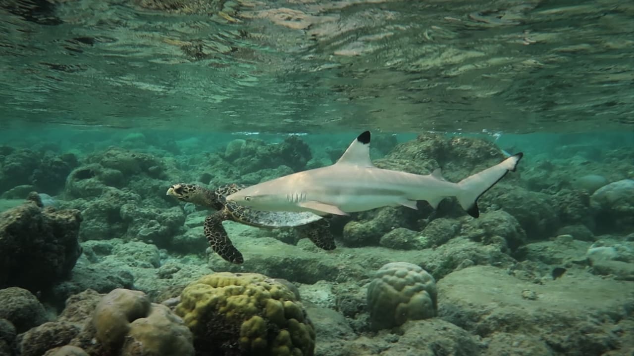 Strand Vilamendhoo Island Resort & Spa