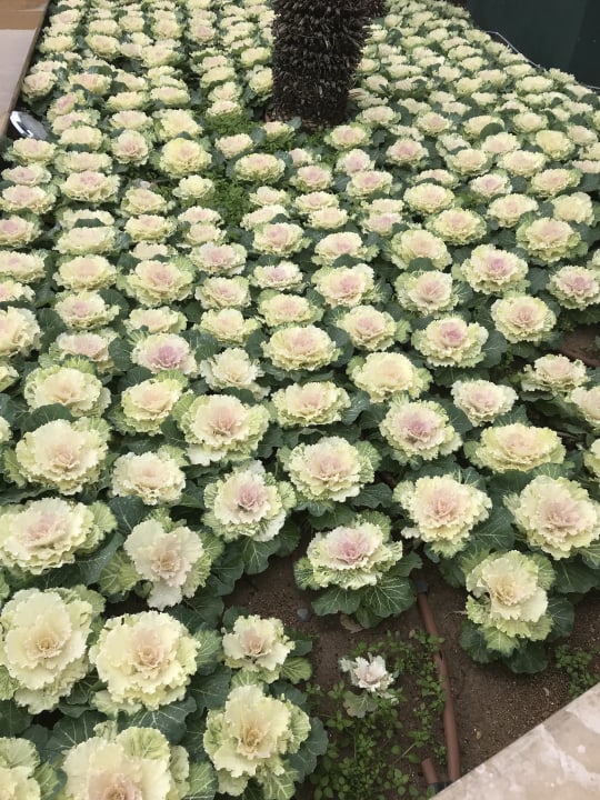 Gartenanlage Hotel Delphin Imperial